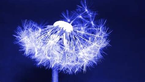 Awakening Your Intuition with Dandelion Magic